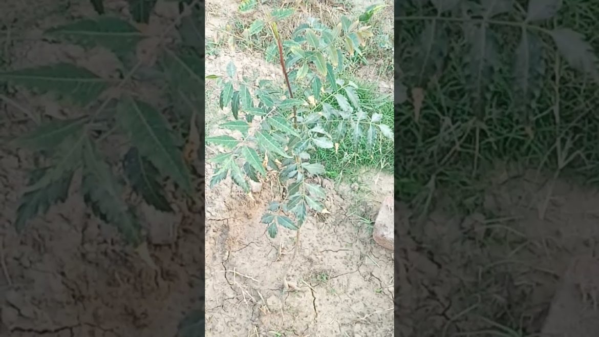 Neem tree #shorts #viral #plants #garden #neem @Urban Gardening .