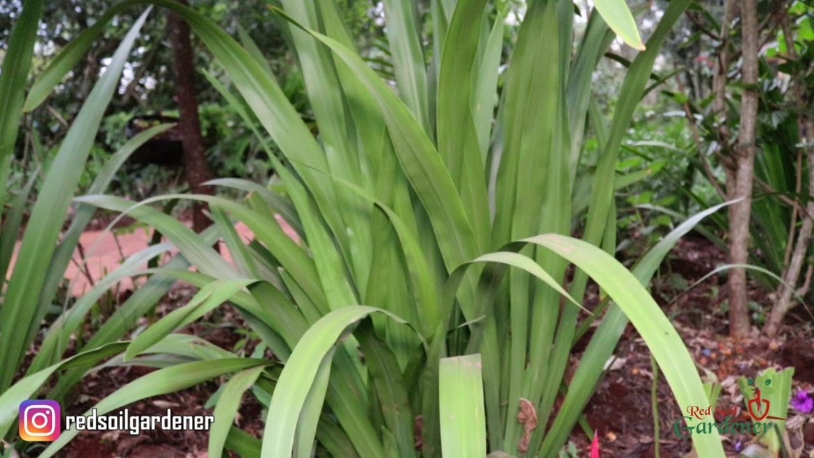 Garden tips for beginners | Dividing and replanting your Iris plant Garden tips for beginners | Dividing and replanting your Iris plant