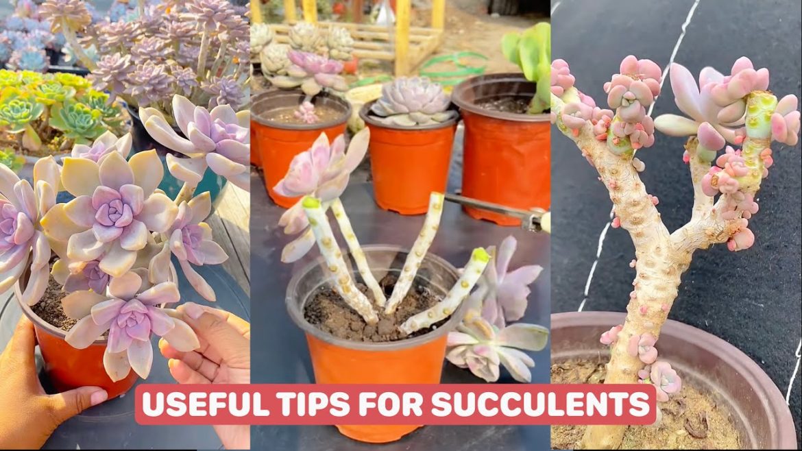 Useful Tips for Your Succulents - Part 22 | 多肉植物 | 다육이들 | Suculentas #plants
