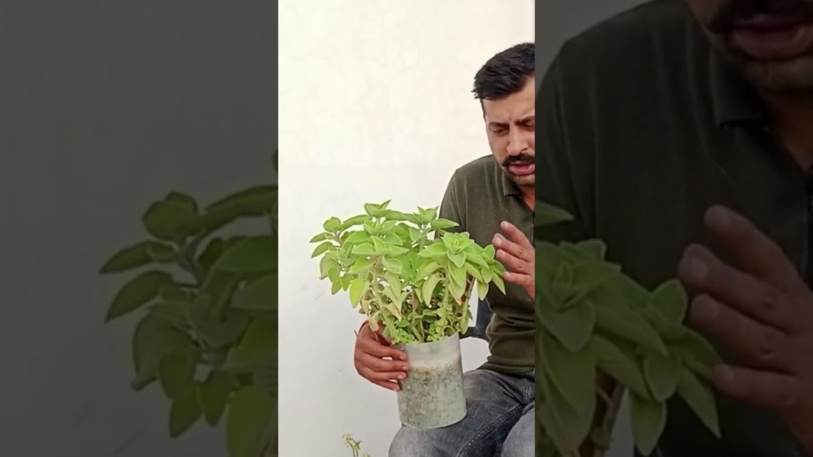 medicine plant #ajwaniplant #shorts #ajwain #gardeningpointds