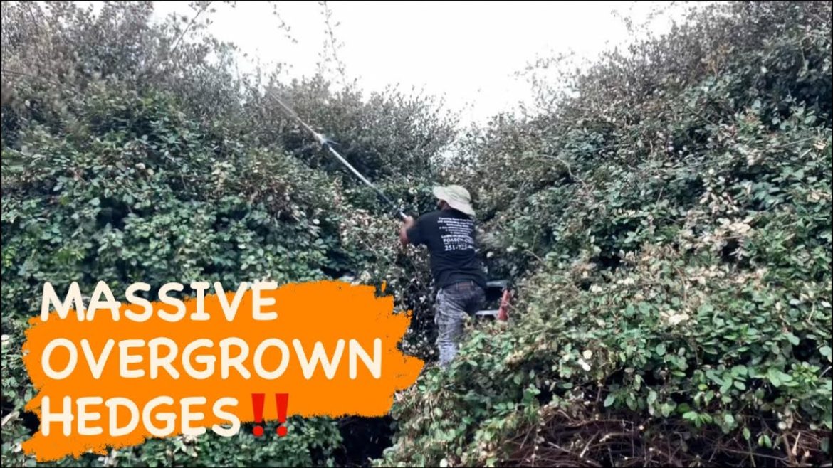 Trimming & Reshaping OVERGROWN Hedges | Front yard makeover Trimming & Reshaping OVERGROWN Hedges | Front yard makeover