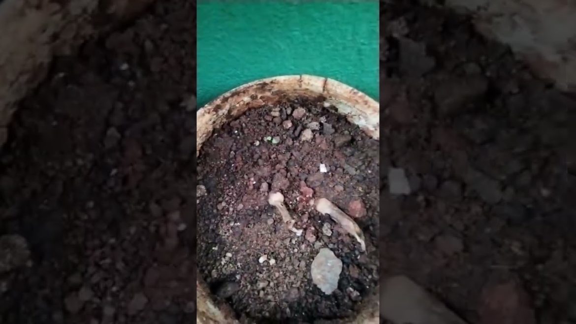 ಸೌಗಂಧಿಕ ಪುಷ್ಪ ಮತ್ತು ಸುಗಂಧ ರಾಜ ಹೂವಿನ ಗಡ್ಡೆಗಳನ್ನು ನೆಟ್ಟ ನಂತರದ ಅಪ್ಡೇಟ್