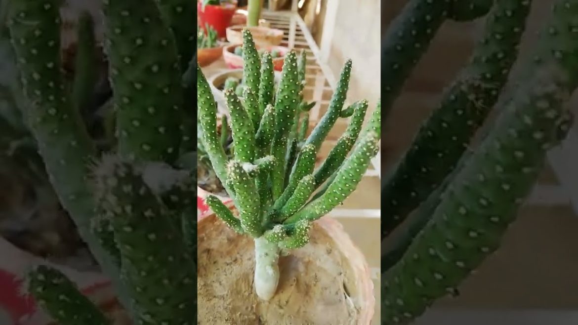 My Small Beautiful Home Garden Raining In My Backyard #shorts #garden