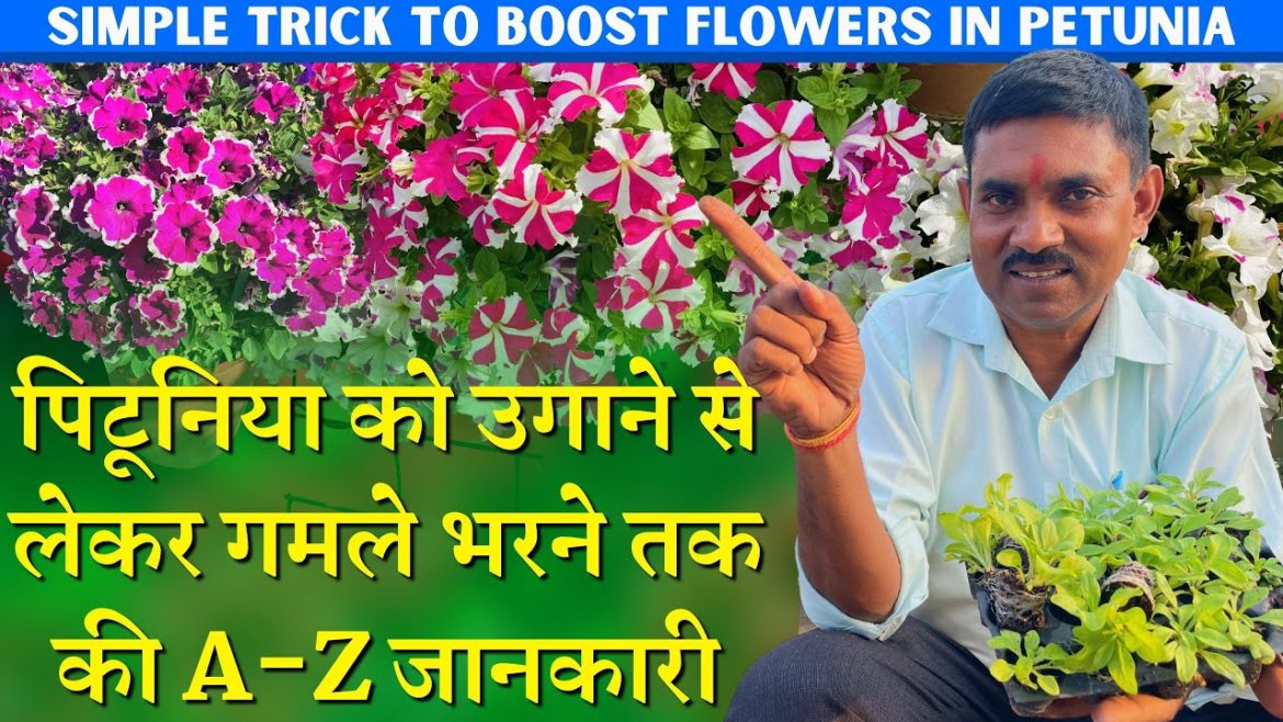 पिटूनिया को उगाने से लेकर गमले भरने तक की A-Z जानकारी || 1000+ Flowers in 1 Pot Petunia पिटूनिया को उगाने से लेकर गमले भरने तक की A-Z जानकारी || 1000+ Flowers in 1 Pot Petunia