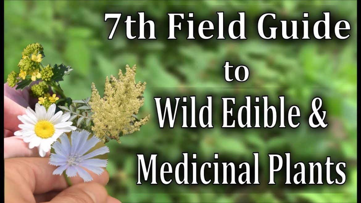 A Video Field Guide To 7 Wild Edible And Medicinal Plants A Video Field Guide To 7 Wild Edible And Medicinal Plants