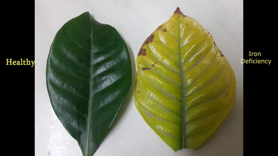 Garden Tips Iron deficiency