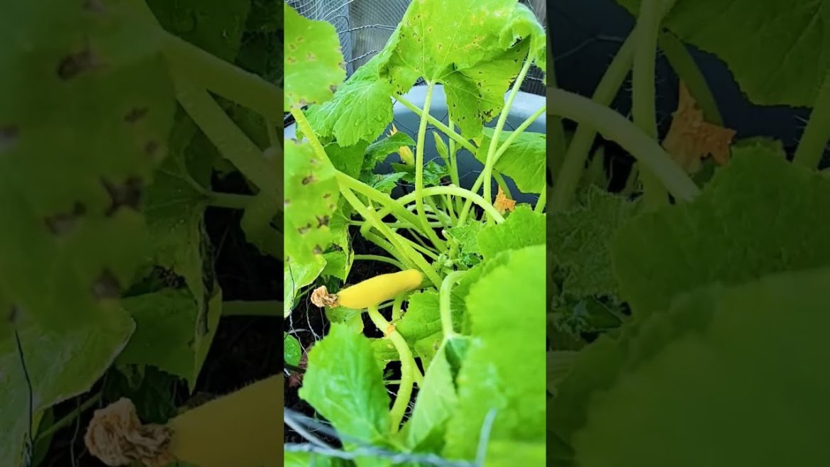 GREENHOUSE GARDEN #shorts