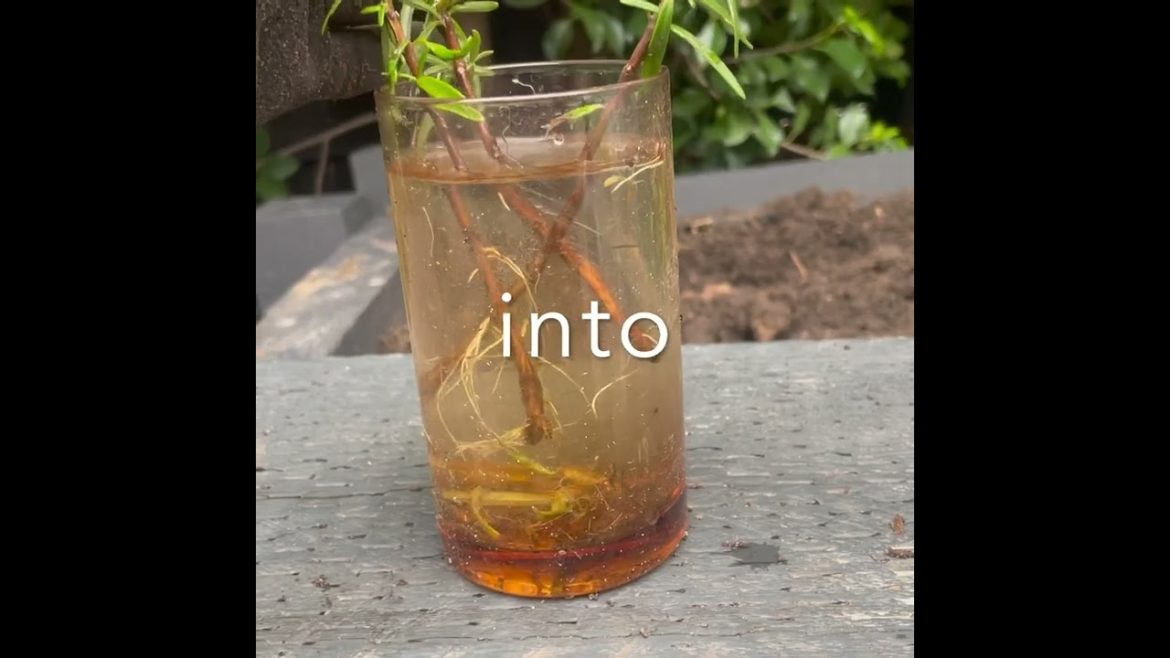 Whoa... never buy rosemary again! #Shorts