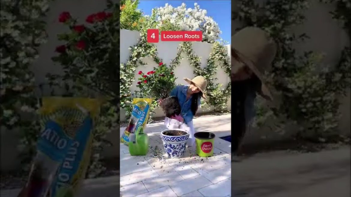 Best Tips for Rose Gardening