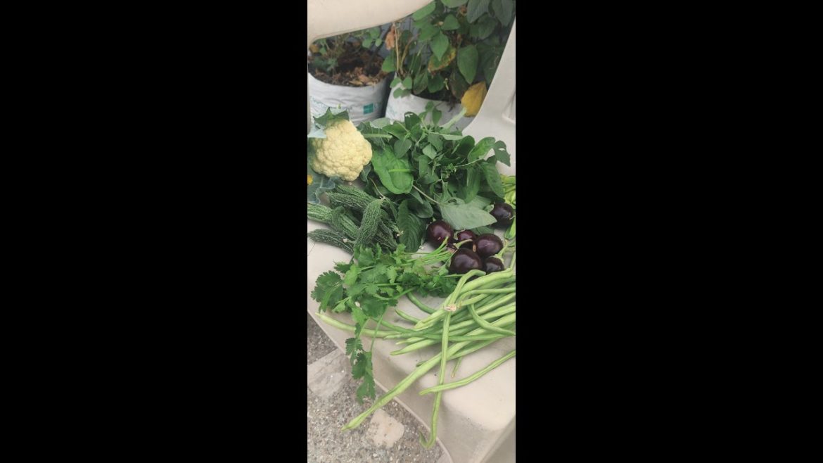 First Harvest of Winters- Cauliflower🥦||  सर्दियों की पहली सब्जी || घर की खेती #gardening new plants