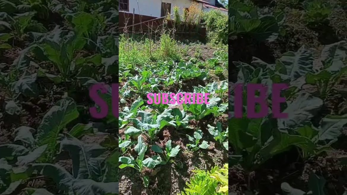 kitchen gardening #shorts #satisfying kitchen gardening #shorts #satisfying