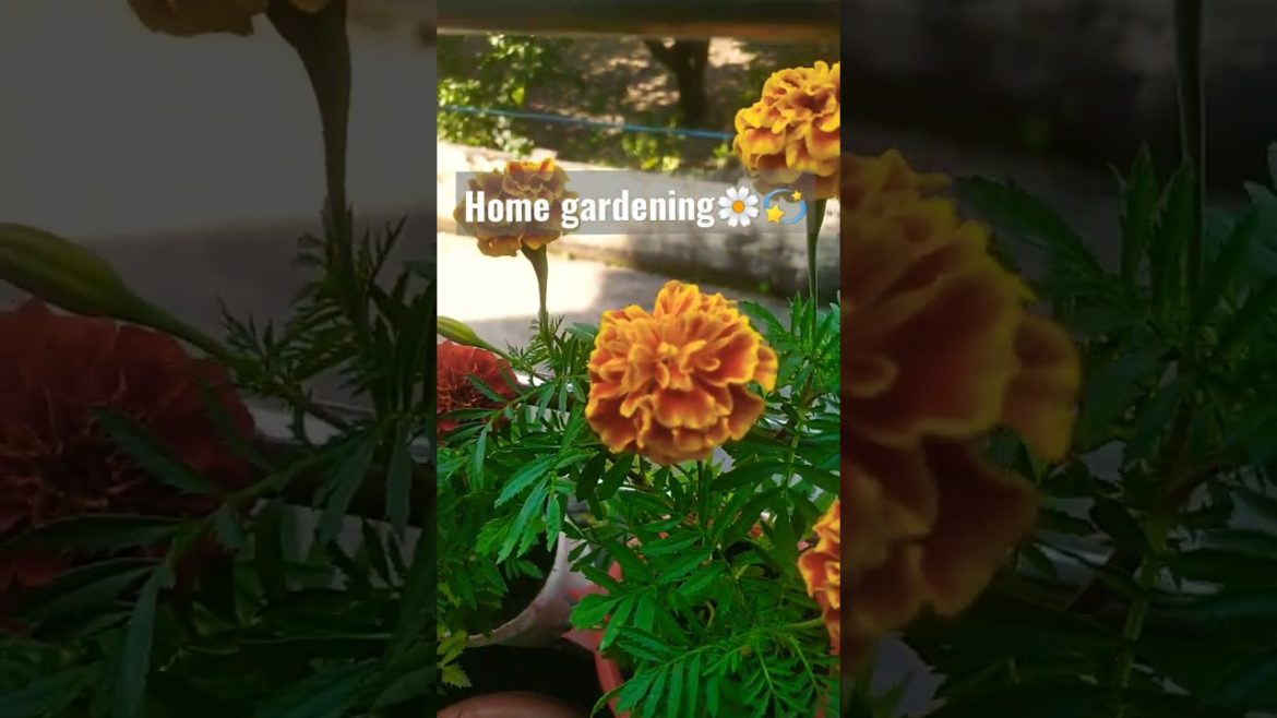 Gardening/Flowers #gardening #gardeningtips#shorts