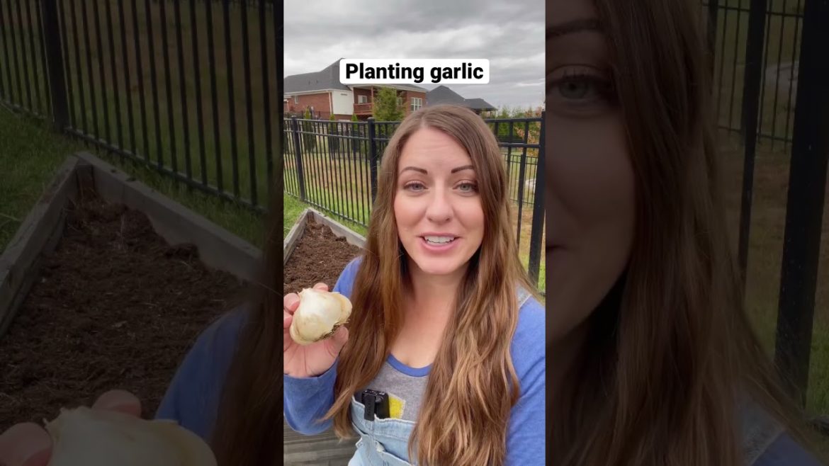 Tips for planting garlic #plantinggarlic #gardentips