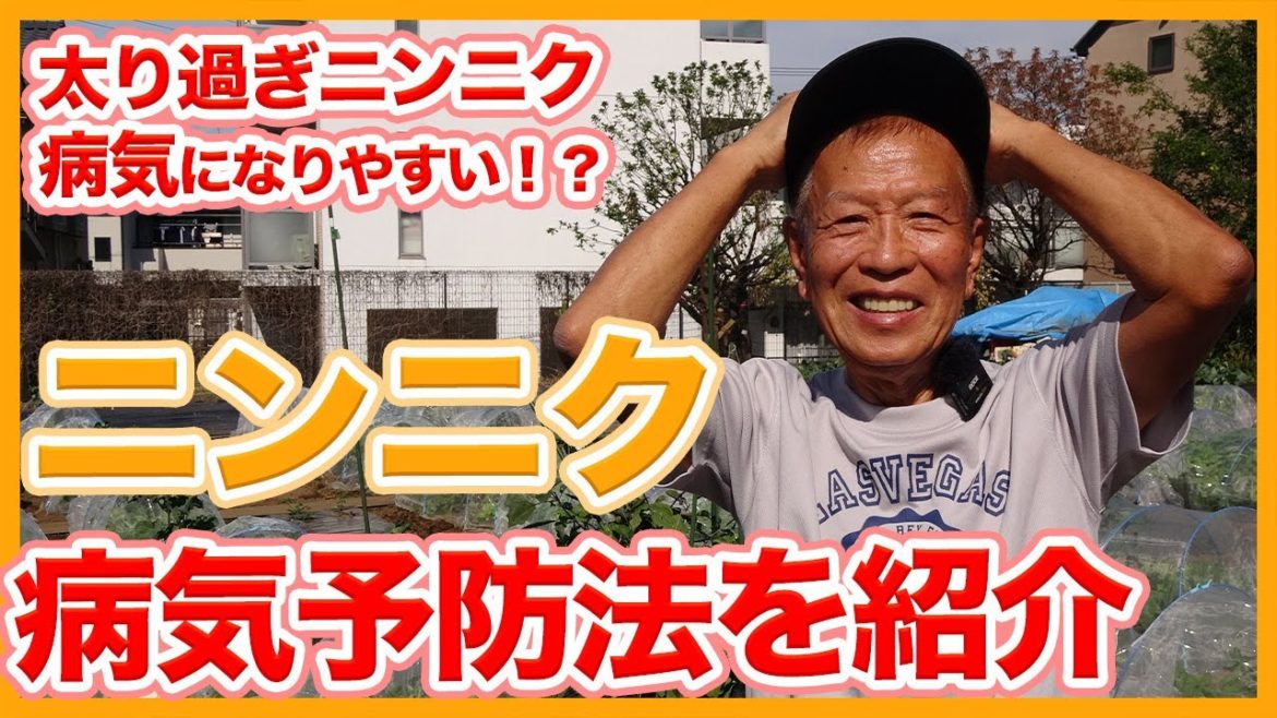 家庭菜園や農園のニンニク栽培でニンニクの太り過ぎは病気になる!?育ちすぎの落とし穴を徹底解説!/Causes of Garlic Disease According to JapaneseFarmer 家庭菜園や農園のニンニク栽培でニンニクの太り過ぎは病気になる!?育ちすぎの落とし穴を徹底解説!/Causes of Garlic Disease According to JapaneseFarmer