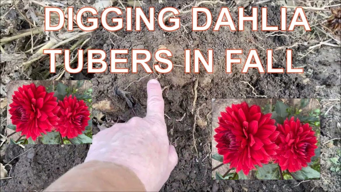 Digging Up Dahlia Tubers in Fall / Dahlia Flowers Digging Up Dahlia Tubers in Fall / Dahlia Flowers