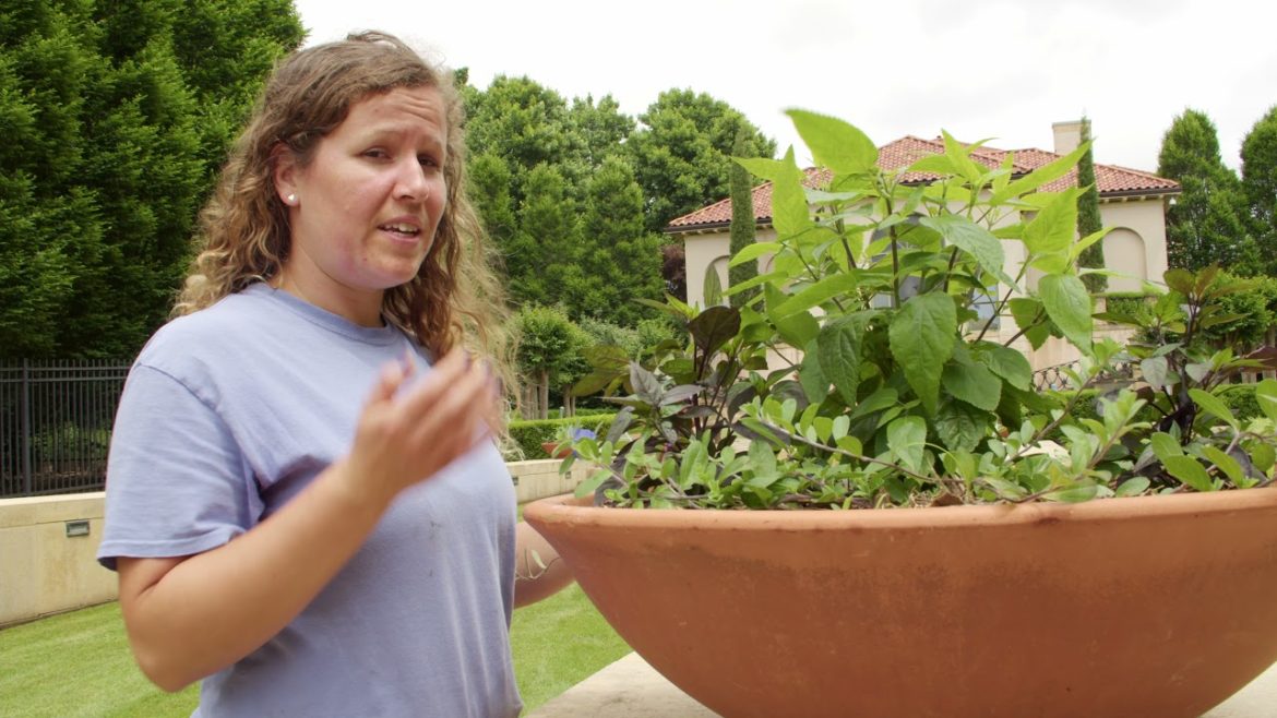 Summer Garden Tips with Alex!