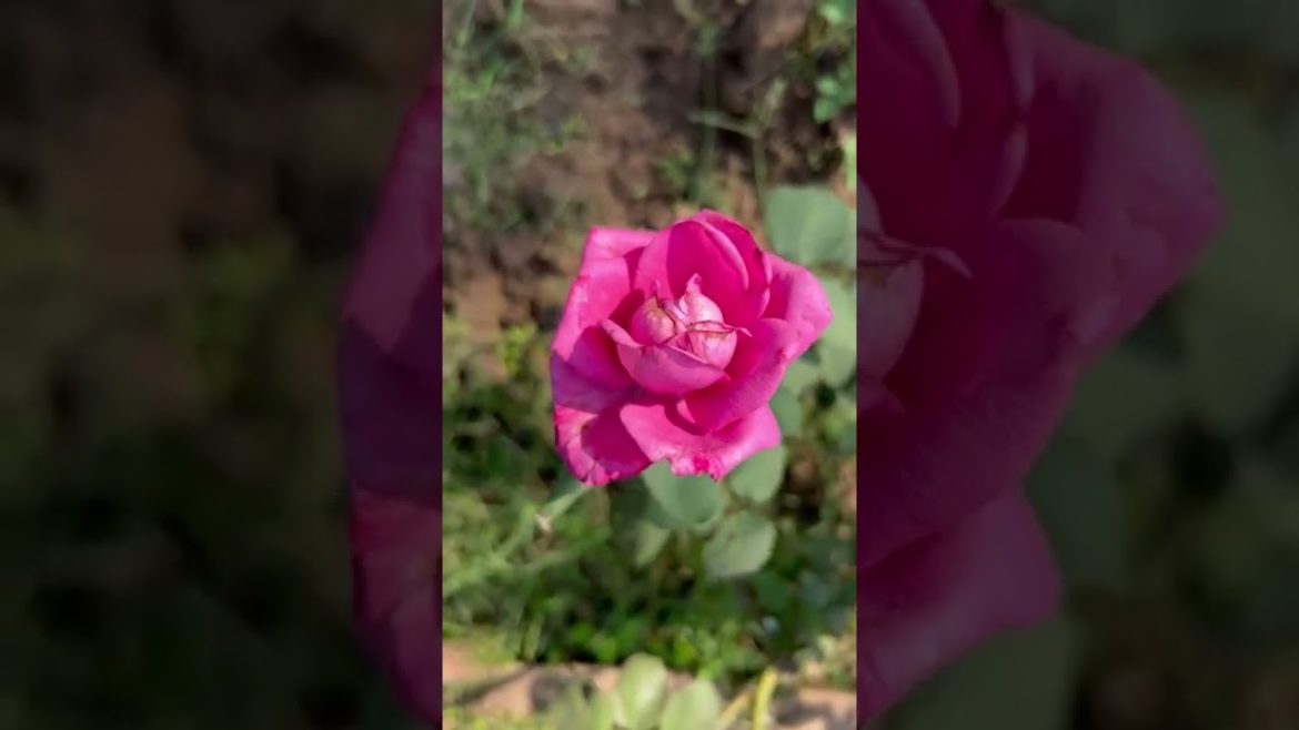 Rose japanese blue rose #rosegardening#shorts#youtube Rose japanese blue rose #rosegardening#shorts#youtube