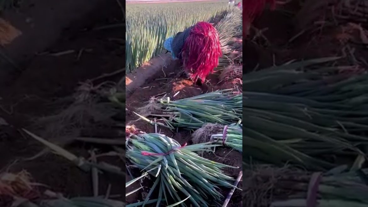 Harvest Scallion #gardener #fruit #fyp #Agriculture #funny #harvest #Satisfying #relaxing Harvest Scallion #gardener #fruit #fyp #Agriculture #funny #harvest #Satisfying #relaxing