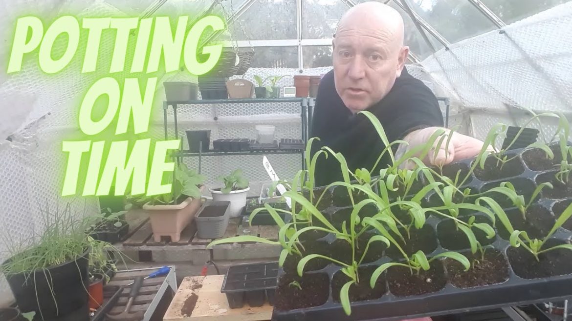 Potting On Autumn Plants [Gardening Allotment UK] [Grow Vegetables At Home ]