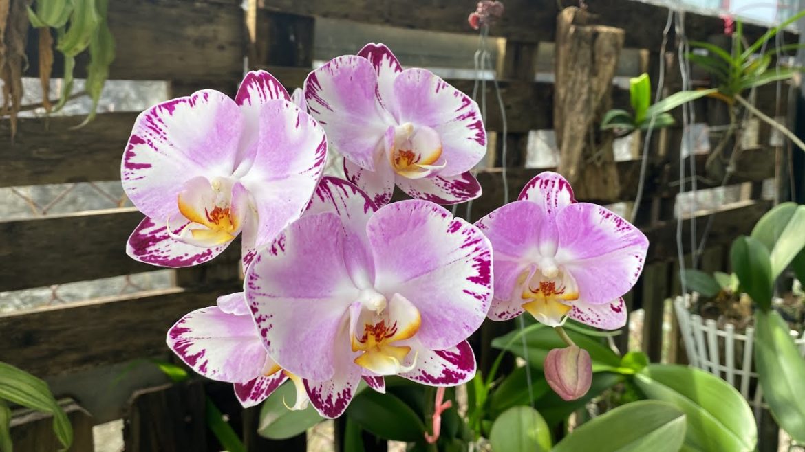 How to repot Orchid | Beautiful flower |