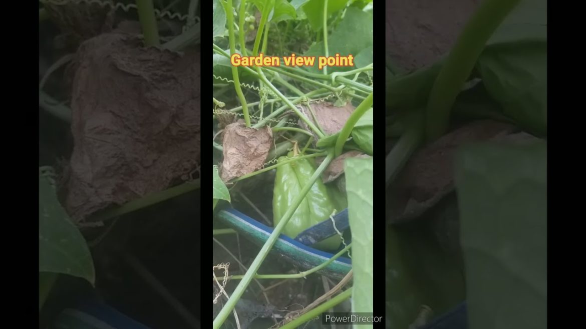 Squash plant #shorts #Organic vegetable #garden #gardenviewpoint