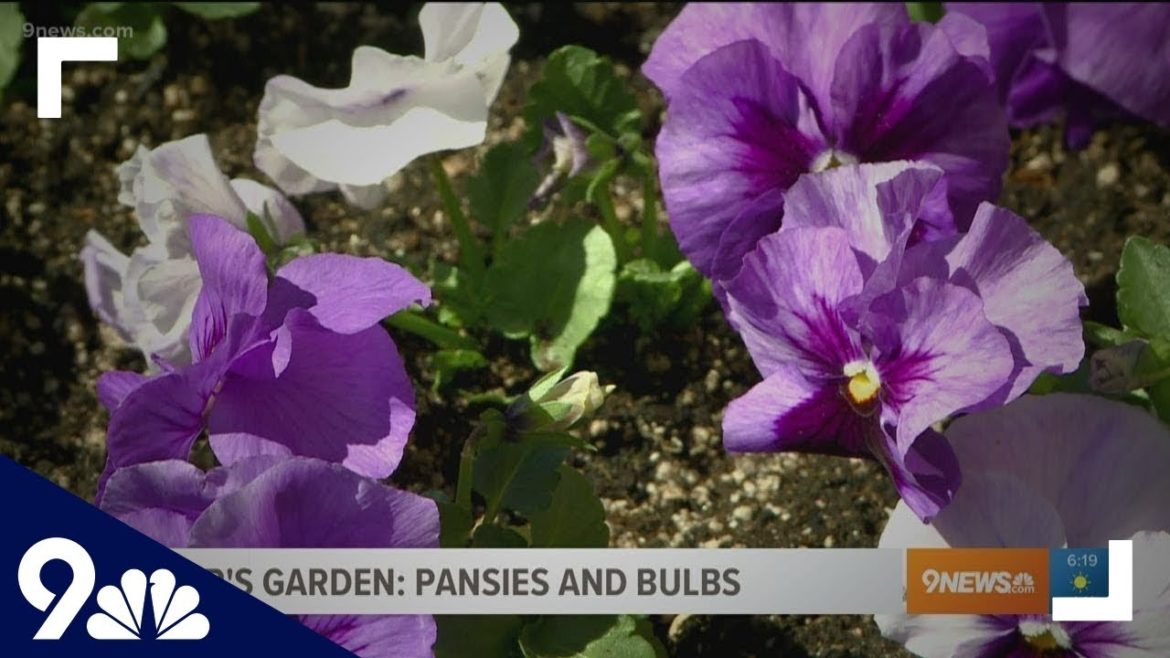 Proctor's Garden: Tips for planting bulbs and pansies in early spring