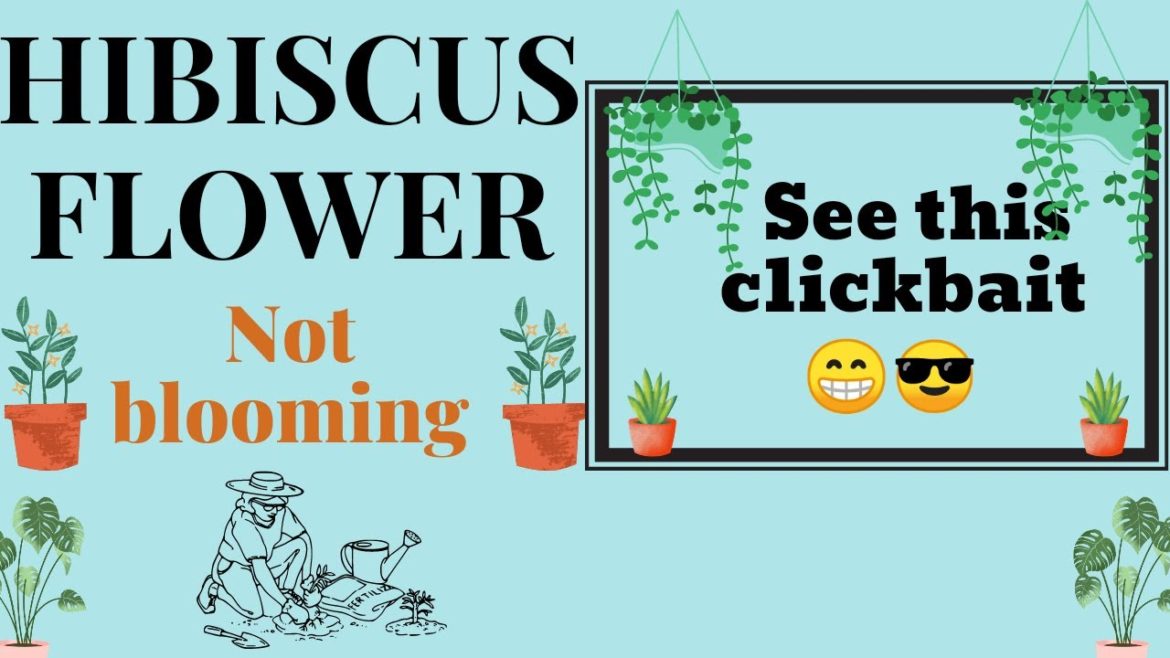 Hibiscus flower doesn't bloom@Kitchen Gardening