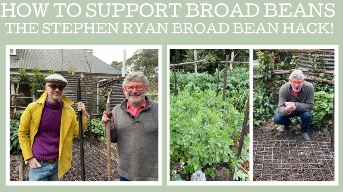 How to support young broad bean plants with one simple technique! How to support young broad bean plants with one simple technique!