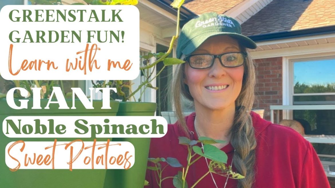 GREENSTALK Garden Tips and Fun | Sweet Potatoes, Giant Noble Spinach, and Kitchen Gadgets! GREENSTALK Garden Tips and Fun | Sweet Potatoes, Giant Noble Spinach, and Kitchen Gadgets!