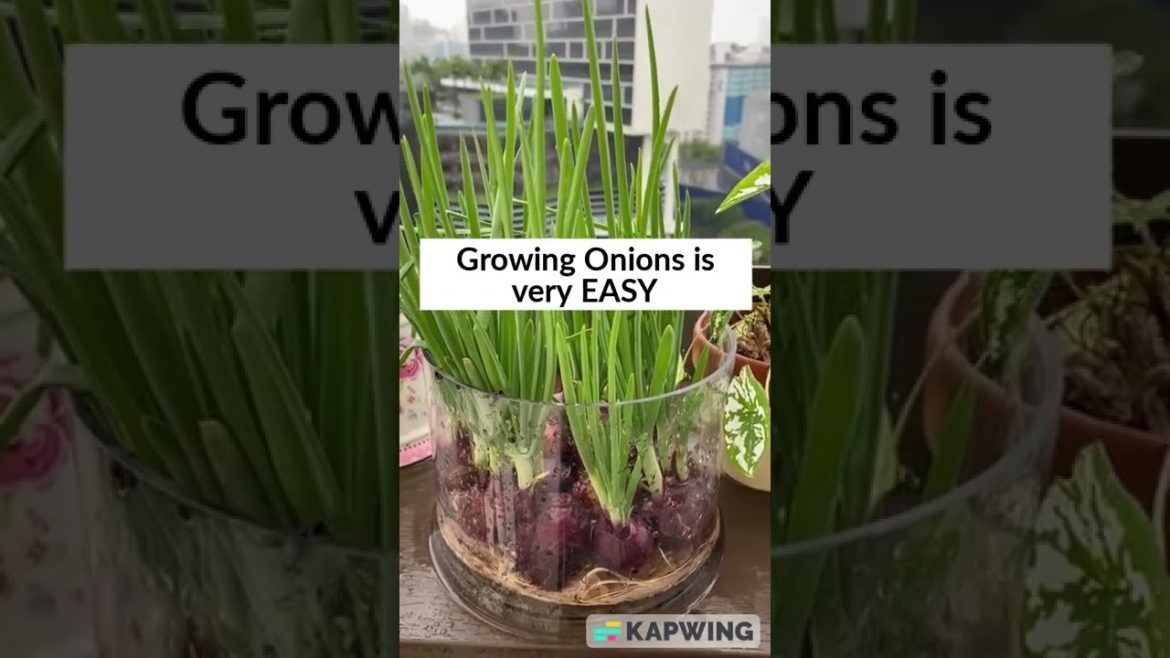 #shorts farming idea || with wet tissue, you can growing the onions
