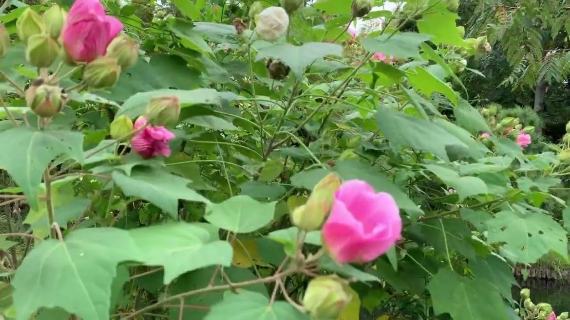 04 Mukojima Hyakkaen (Japanese Garden) - Tourism Video 4