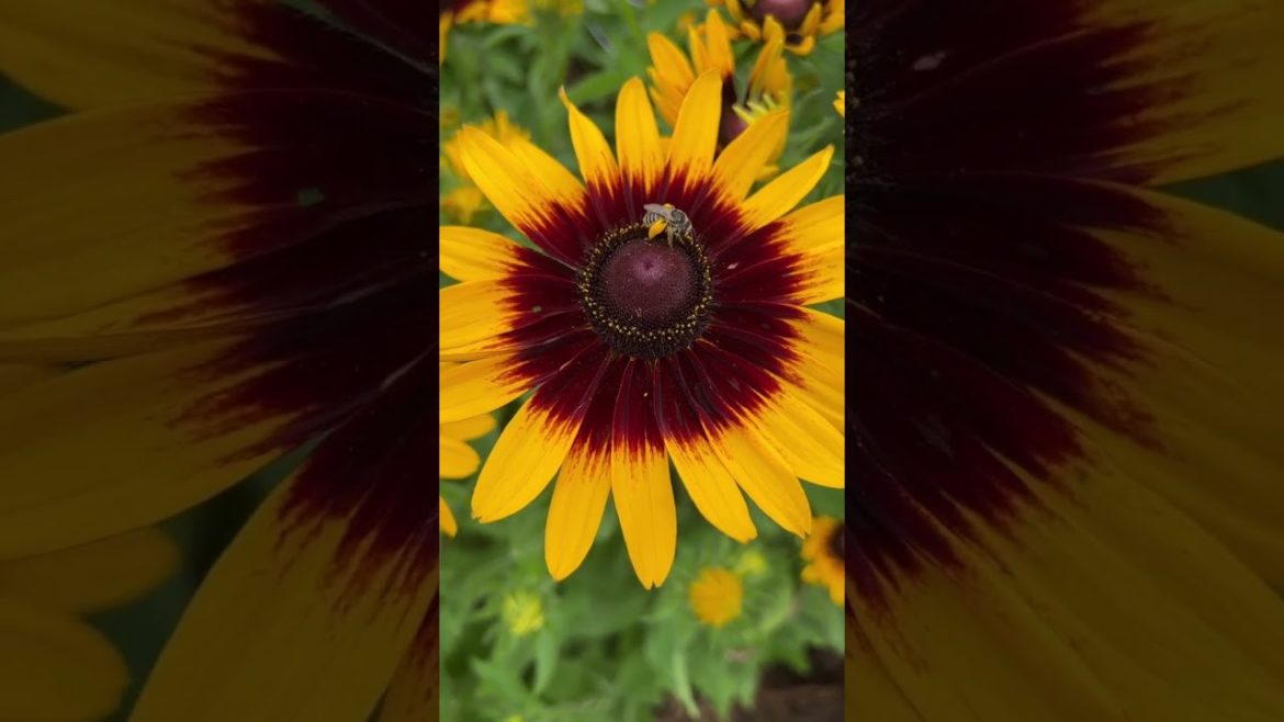 Look at those pollen britches on this cute little booger!!!