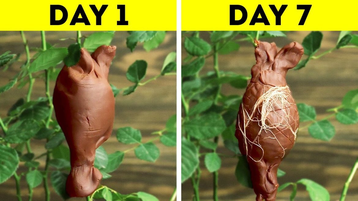 Life-Changing Gardening Hacks for Beginners Life-Changing Gardening Hacks for Beginners