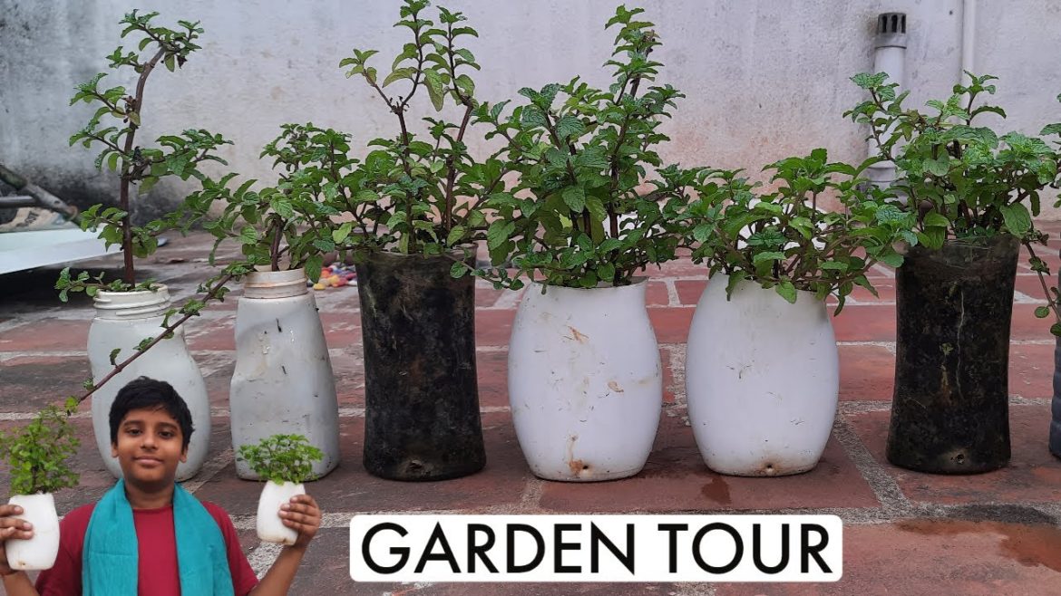 Garden Tour | Garden Recycling Ideas | Way to Reuse  Plastic bottles into vegetable plants @Sanjesh