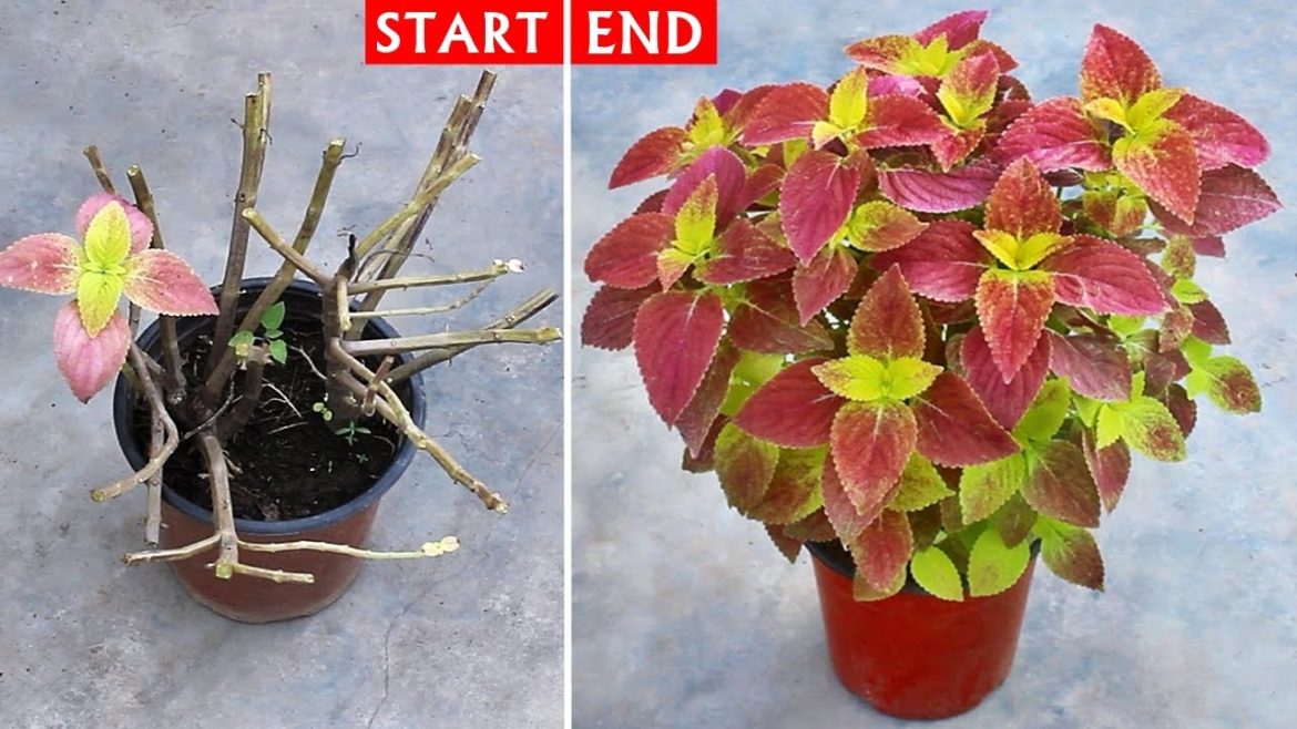 DO THESE If Coleus Plant Is Dying or NOT Growing Well! DO THESE If Coleus Plant Is Dying or NOT Growing Well!