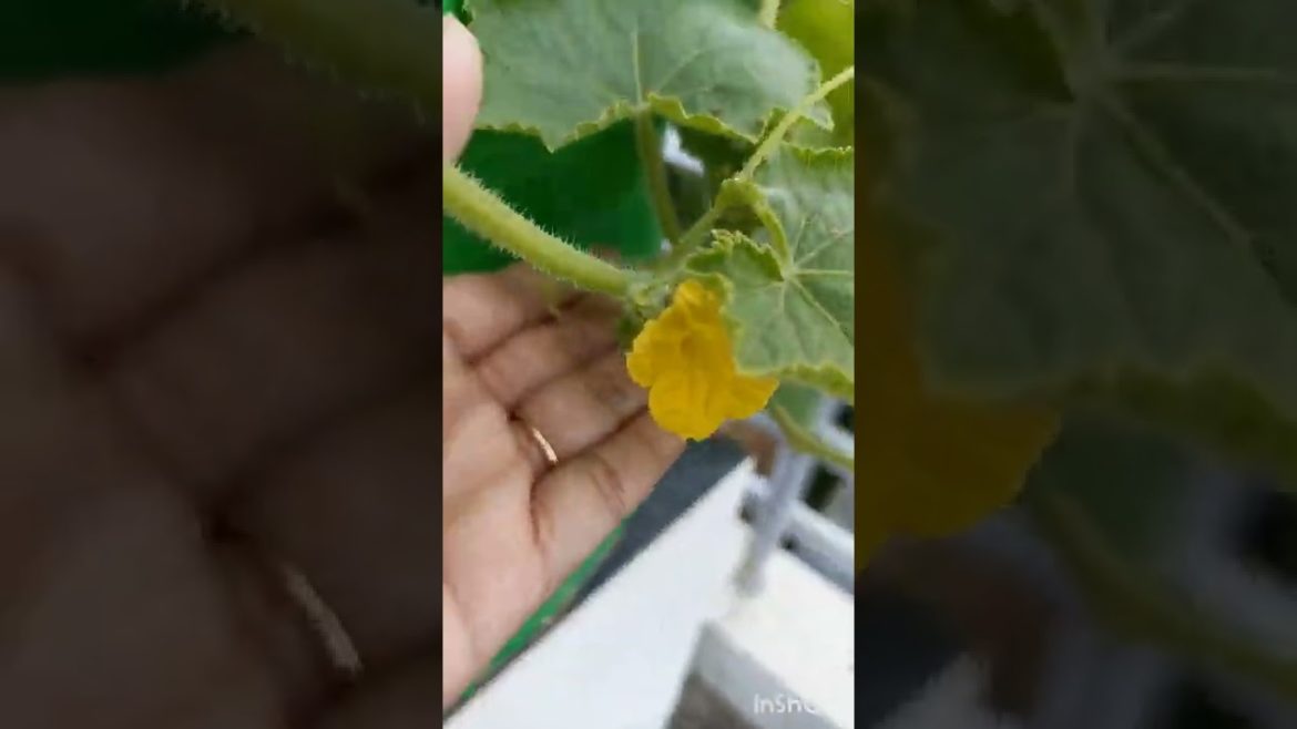 #terrace #gardening #tips ।। नए गार्डनर्स के लिए शुरुआती टिप्स ।। #part 3