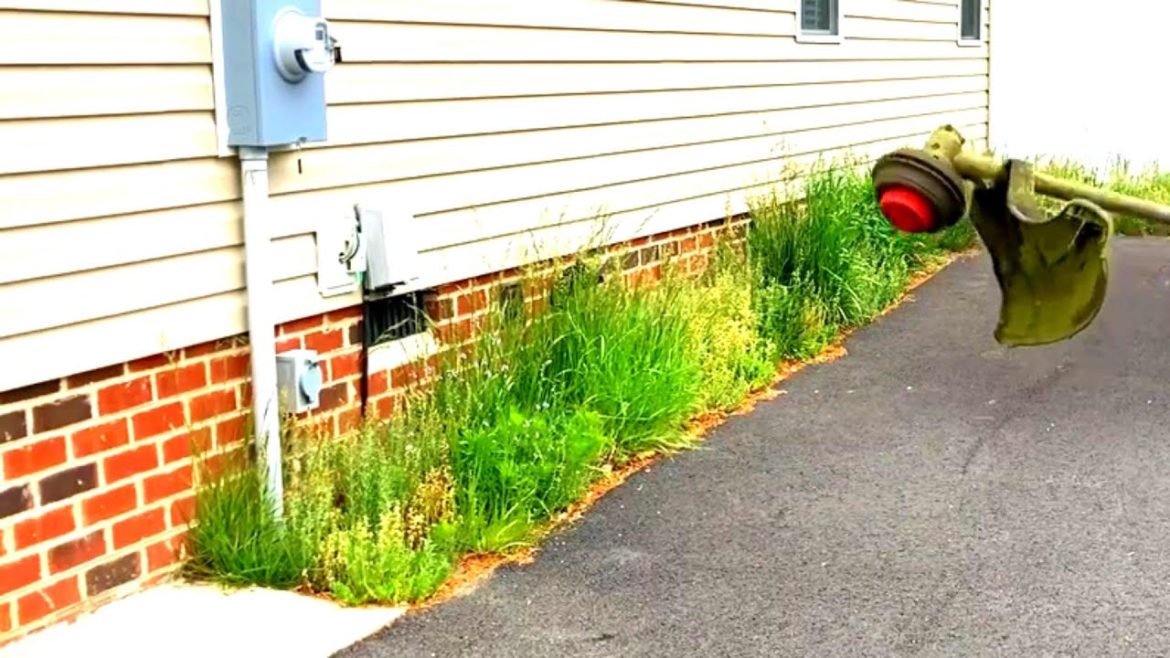 Overgrown Yard Clean Up To Avoid A Justifiable City Violation Overgrown Yard Clean Up To Avoid A Justifiable City Violation