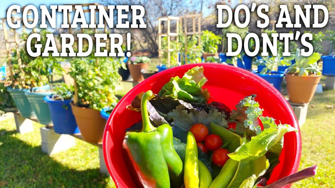 My First Container Garden Update! What I did right and wrong… My First Container Garden Update! What I did right and wrong...