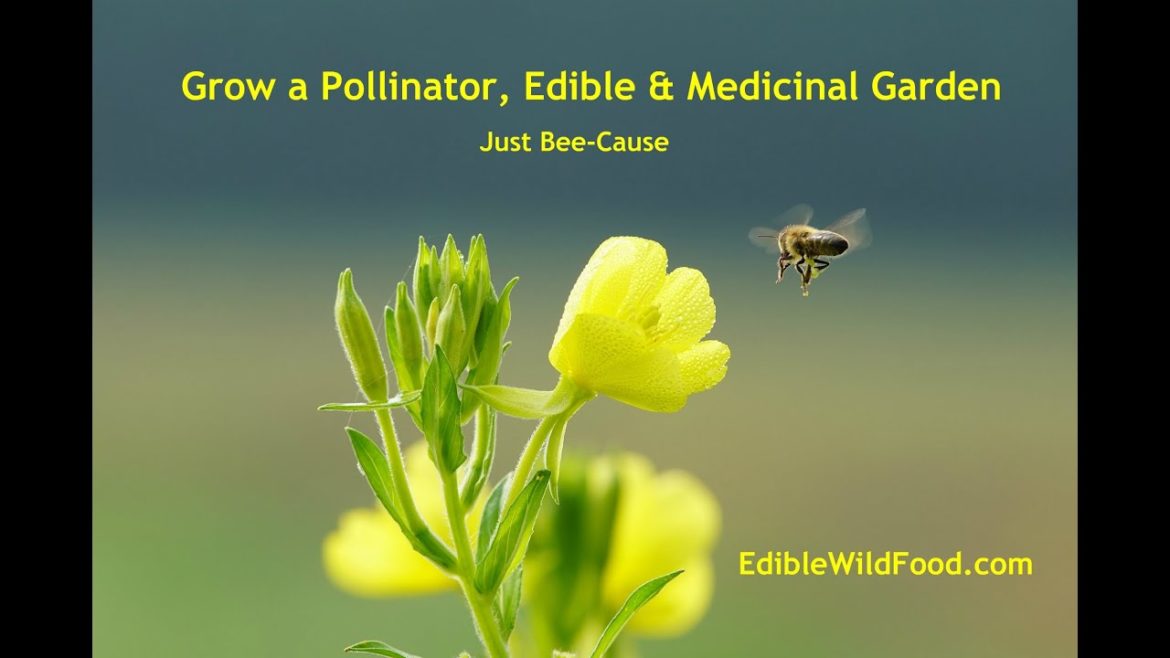 Grow a Pollinator, Edible & Medicinal Garden Grow a Pollinator, Edible & Medicinal Garden