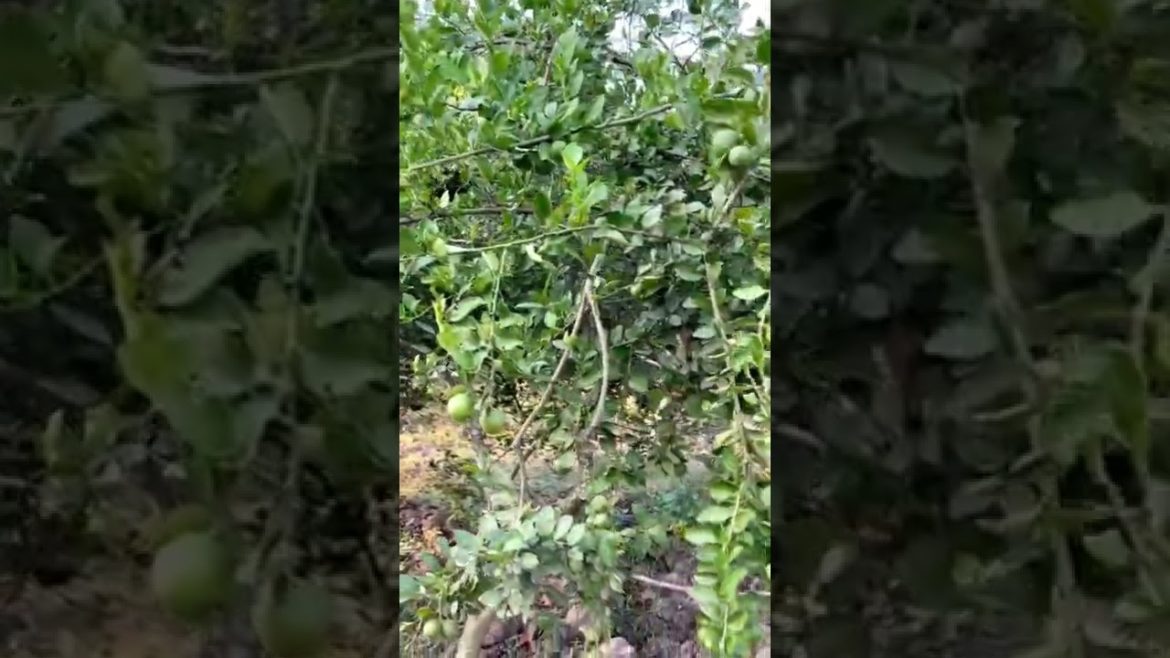 Our backyard garden view.. #shorts #garden #youtubeshorts #lovegardening