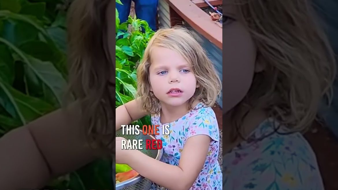 Why growing diverse types of vegetables is important 👍 #diversity #growingpeppers #aconcagua