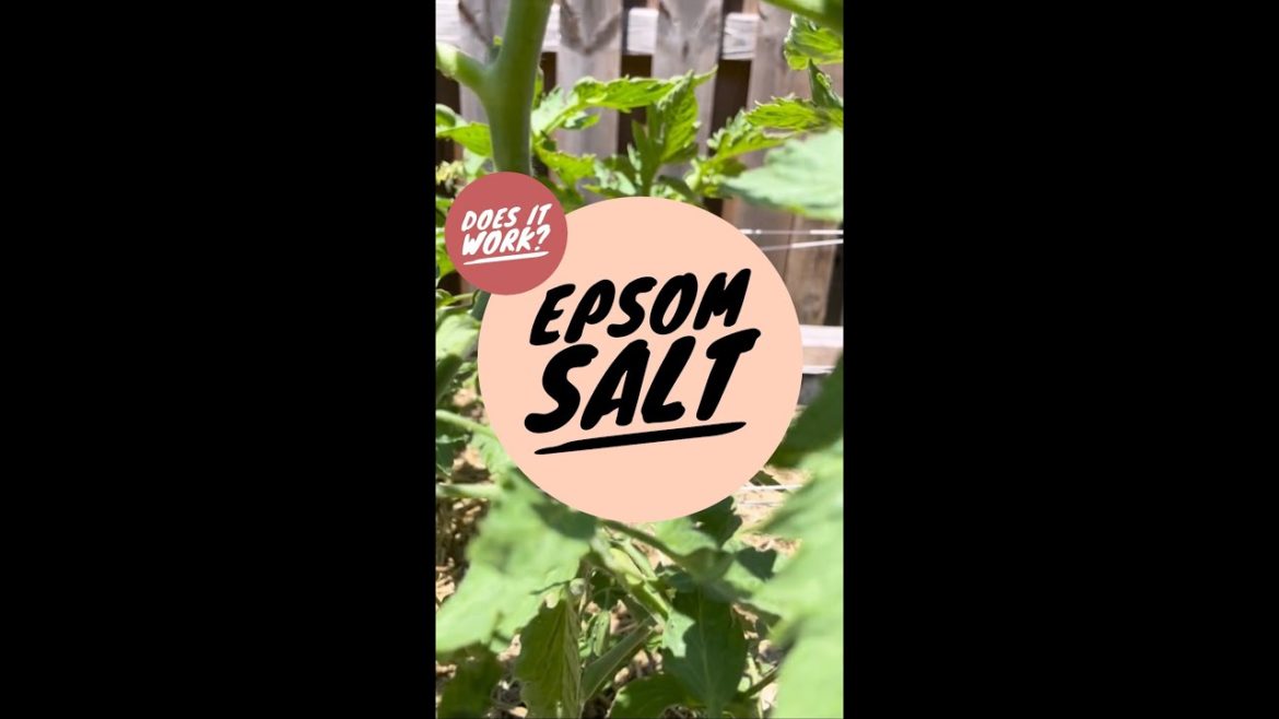 Epsom Salt 🧂 Does It Work? Garden Tips