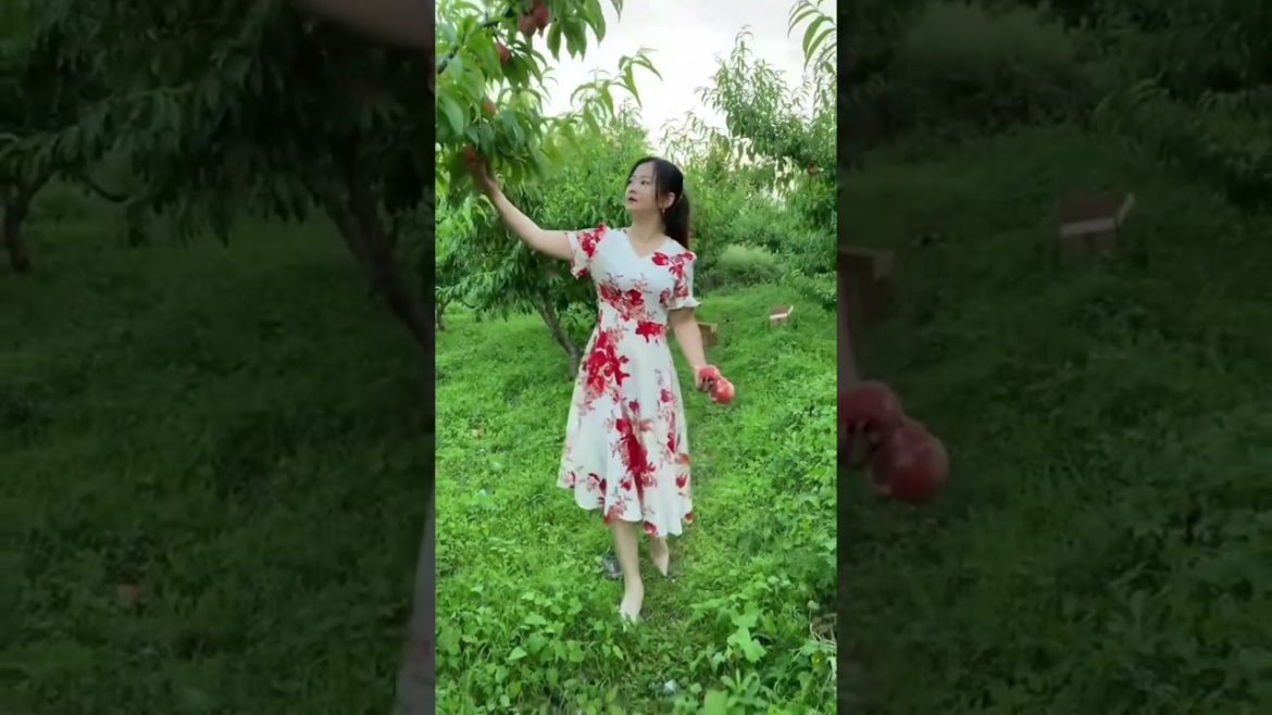 Garden in the Peach #gardener #fruit #fyp #Agriculture #funny #harvest #Satisfying #relaxing Garden in the Peach #gardener #fruit #fyp #Agriculture #funny #harvest #Satisfying #relaxing