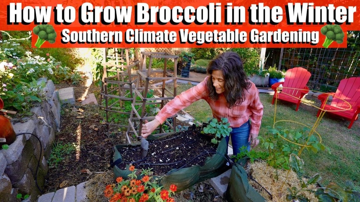 How to Grow Broccoli in the Winter🥦/Southern Climate Vegetable Gardening How to Grow Broccoli in the Winter🥦/Southern Climate Vegetable Gardening