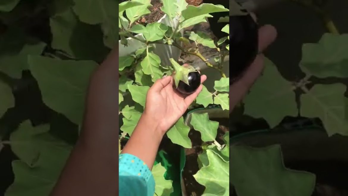 vegetable #plants Fresh #brinjals grown from seed            #organicgardening #gardening