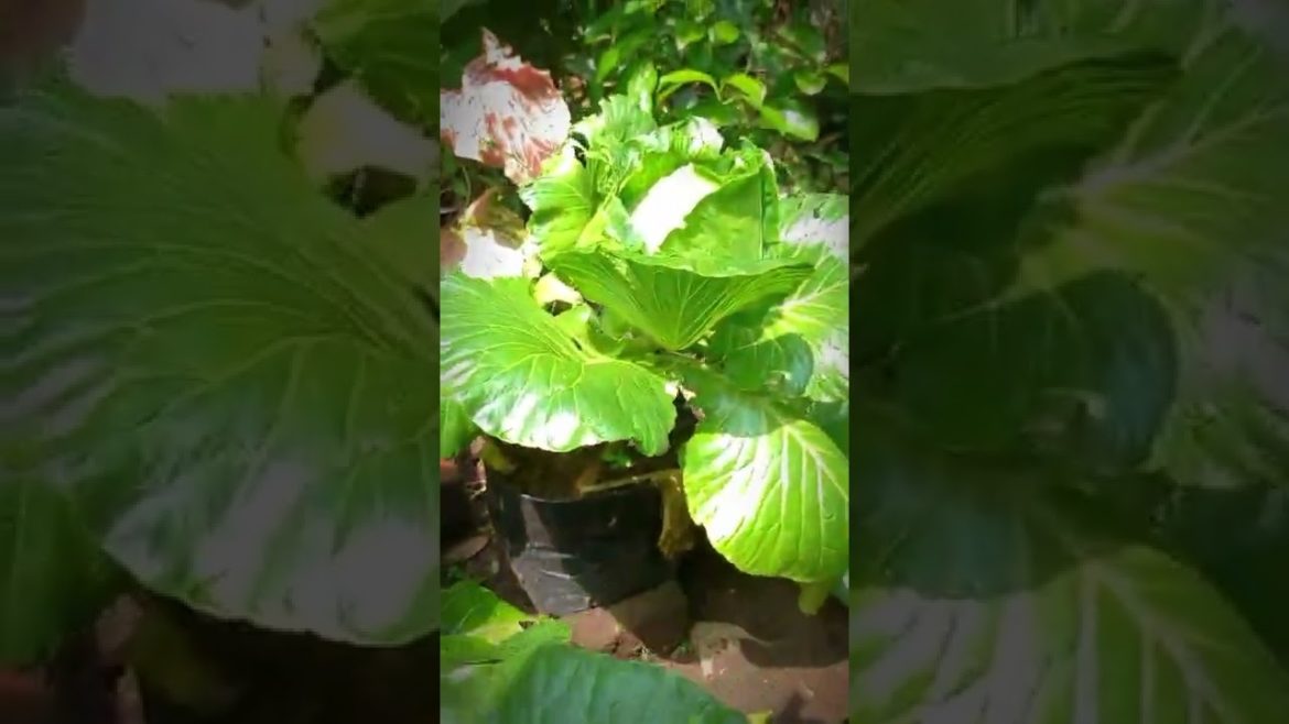 Cabbage Harvesting | SL Agriculture | #short #shorts #youtubeshorts @SL Agriculture