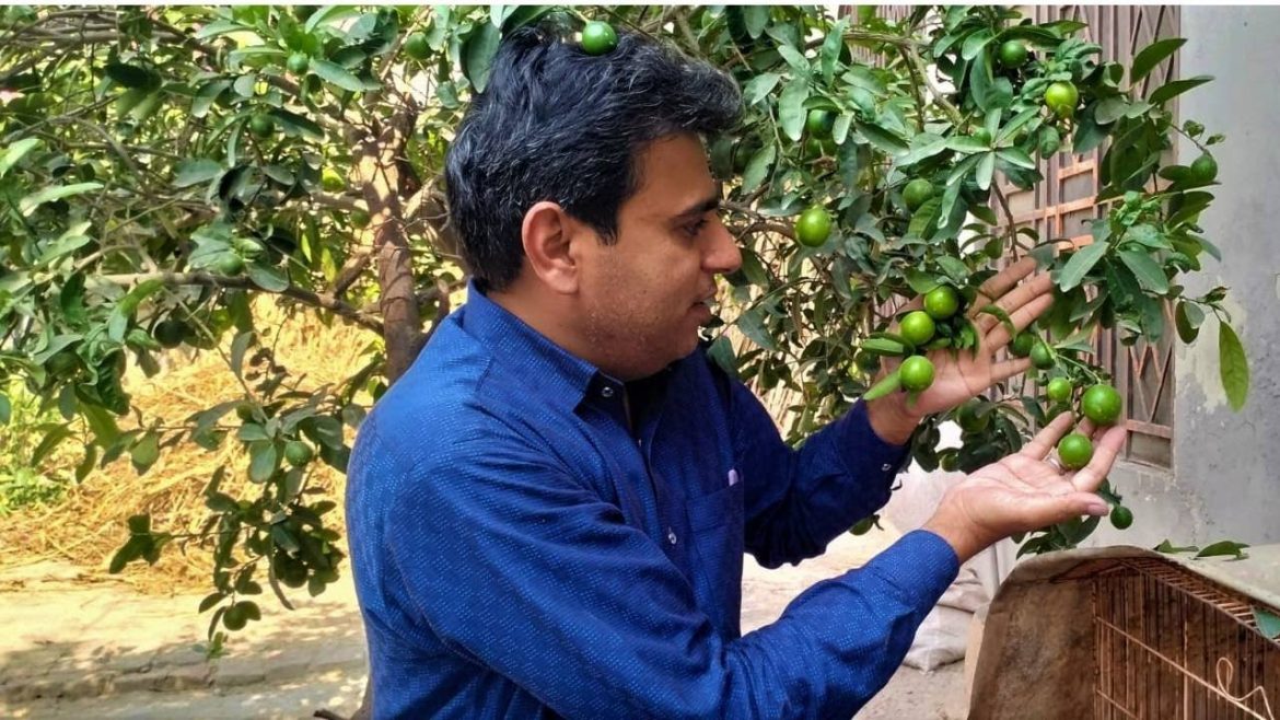 Desi Lemon Plant Ko Fruiting Kab Hoti Hai | Lemon Plant Age Counting Kitchen Gardening