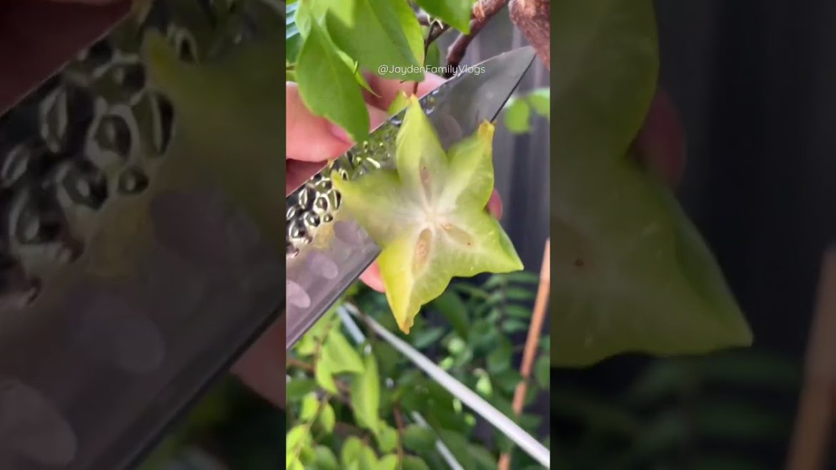 GREEN Star Fruit with chilli  salt 🌶️🤤🤤  #shorts  #fruit #fruitcutting #satisfying #food #green GREEN Star Fruit with chilli  salt 🌶️🤤🤤  #shorts  #fruit #fruitcutting #satisfying #food #green