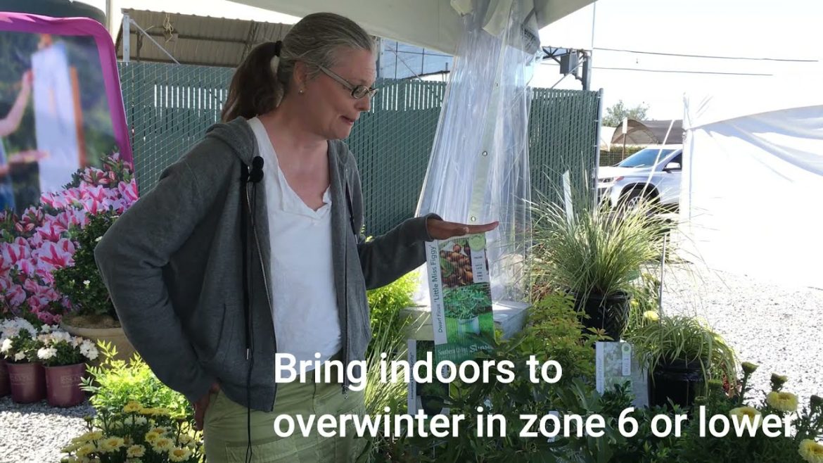 Great Garden Tips - How to care for your Fig Plants #gardentips #gardenshorts