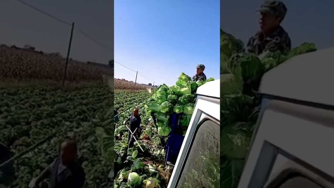 Harvest cabbage #gardener #fruit #fyp #Agriculture #funny #harvest #Satisfying #relaxing Harvest cabbage #gardener #fruit #fyp #Agriculture #funny #harvest #Satisfying #relaxing